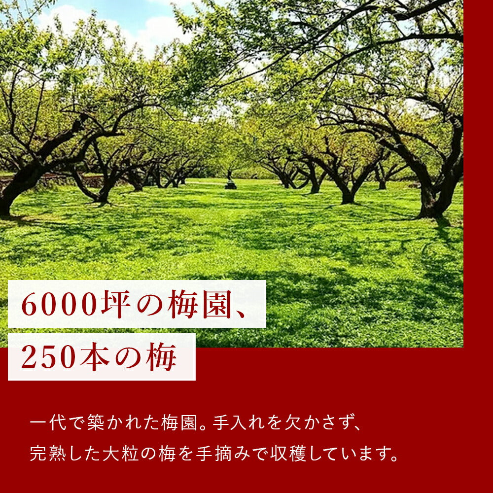 木の花園 Petanco-べたんこ-【群馬県産／種なし干し梅／無添加】18g