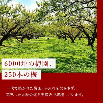 木の花園 Petanco-べたんこ-【群馬県産／種なし干し梅／無添加】18g